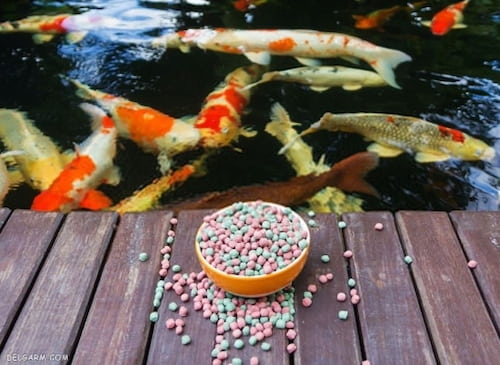 تصویر 2 از پخش مستقیم خوراک ماهی + در بسته‌ بندی‌ های مختلف